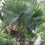 Palmyra Palm Tree, Borassus flabellifer, Tad Palm Tree, Toddy Palm, Saharanpur Nursery Wholesale plant supplier, nursery in India, Landscaping company