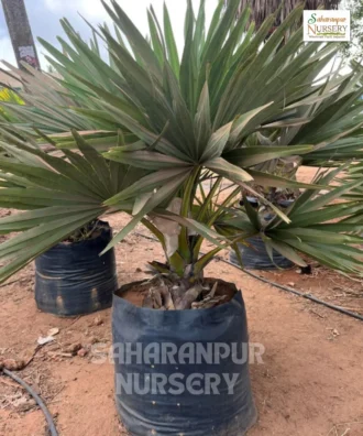 Palmyra Palm Tree, Borassus flabellifer, Tad Palm Tree, Toddy Palm, Saharanpur Nursery Wholesale plant supplier, nursery in India, Landscaping company
