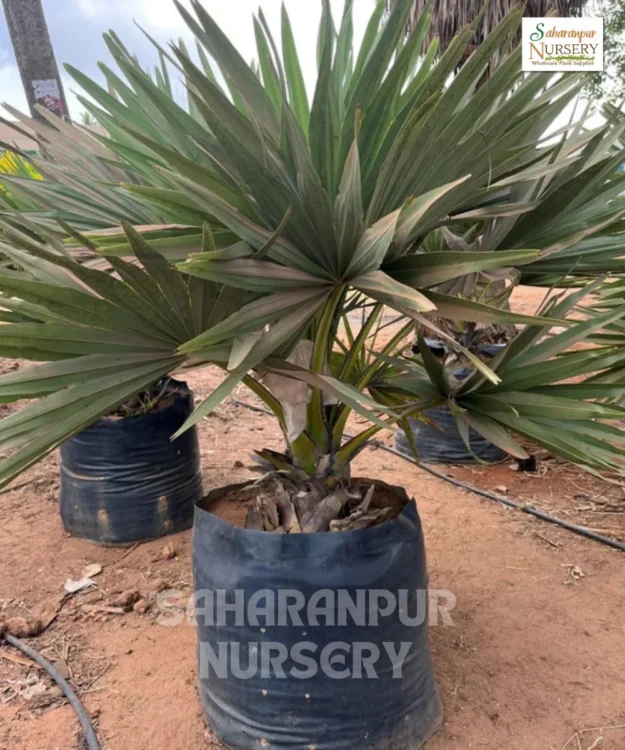 Palmyra Palm Tree, Borassus flabellifer, Tad Palm Tree, Toddy Palm, Saharanpur Nursery Wholesale plant supplier, nursery in India, Landscaping company