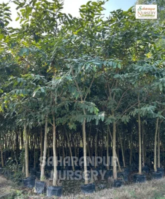 Terminalia Arjuna Tree, Arjuna Tree, White Murdah, Ornamental Tree, Landscaping Tree, Saharanpur Nursery, Landscaping Company, Wholesale Plant Supplier