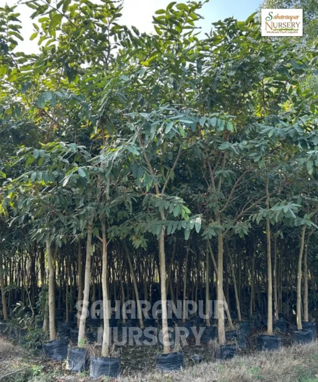 Terminalia Arjuna Tree, Arjuna Tree, White Murdah, Ornamental Tree, Landscaping Tree, Saharanpur Nursery, Landscaping Company, Wholesale Plant Supplier