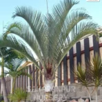 Triangle Palm ,Three-sided Palm, and Neodypsis decaryi , Dypsis Decaryi, Ornamental tree, Landscaping Tree, Saharanpur Nursery wholesale plant supplier, nursery in India, Landscaping company