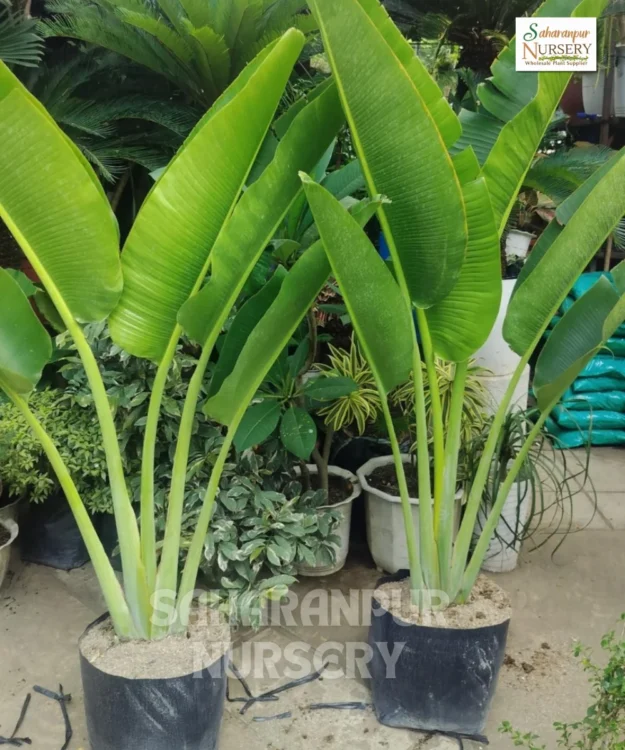 Traveller Palm Tree ,Ravenala madagascariensis,East-west Palm, Ornamental Trees, Landscaping Trees, Saharanpur Nursery Wholesale plant supplier, nursery in India, Landscaping company