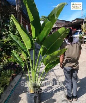 Traveller Palm Tree ,Ravenala madagascariensis,East-west Palm, Ornamental Trees, Landscaping Trees, Saharanpur Nursery Wholesale plant supplier, nursery in India, Landscaping company