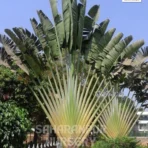 Traveller Palm Tree ,Ravenala madagascariensis,East-west Palm, Ornamental Trees, Landscaping Trees, Saharanpur Nursery Wholesale plant supplier, nursery in India, Landscaping company