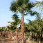 washingtonia palm, washingtonia robusta, mexican fan Palm, Mexican Cotton Palm, Skyduster, washingtonia filifera, Landscaping Tree, Ornamental Tree, Palm Tree, Saharanpur Nursery Wholesale plant supplier, Nursery in India, Landscaping company in India, Plant Exporter in India