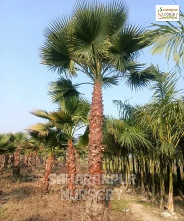 washingtonia palm, washingtonia robusta, mexican fan Palm, Mexican Cotton Palm, Skyduster, washingtonia filifera, Landscaping Tree, Ornamental Tree, Palm Tree, Saharanpur Nursery Wholesale plant supplier, Nursery in India, Landscaping company in India, Plant Exporter in India