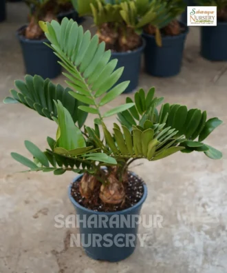 Cardboard Palm tree, Zamia furfuracea, cardboard cycad, Jamaican sago, or Mexican cycad. Landscaping tree, ornamental tree, Saharanpur Nursery Wholesale plant supplier, nursery in India, Landscaping company
