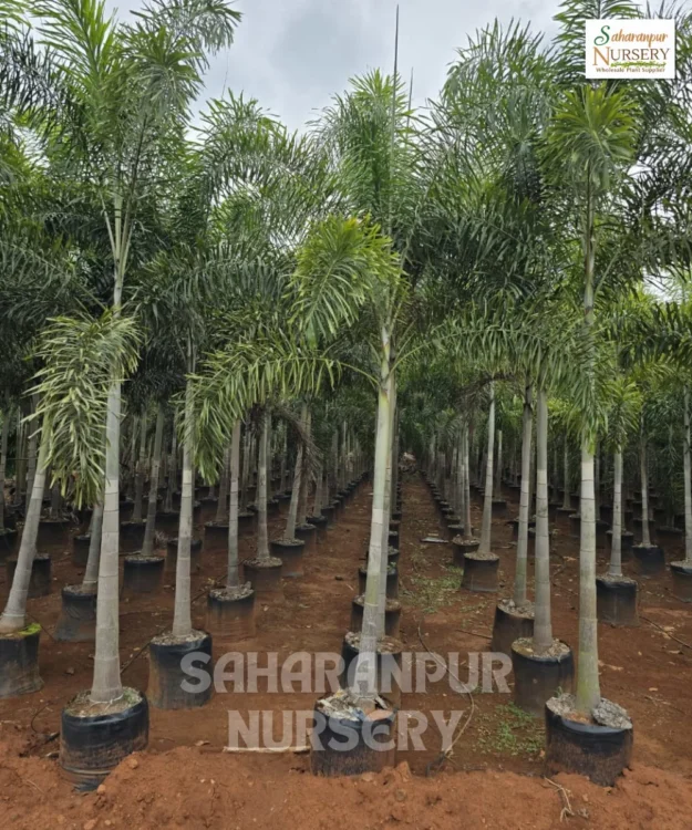 foxtail palm tree Foxtail palms tree, Wodyetia bifurcata, Fox palm tree, Landscaping Tree, Ornamental Tree, Saharanpur Nursery wholesale plant supplier, nursery in India, Landscaping company