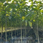 Kadam Tree, Neolamarckia Cadamba, Burflower Tree, Ornamental Tree, Landscaping Tree, Saharanpur Nursery Wholesale plant supplier, nursery in India, Landscaping company
