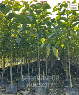 Kadam Tree, Neolamarckia Cadamba, Burflower Tree, Ornamental Tree, Landscaping Tree, Saharanpur Nursery Wholesale plant supplier, nursery in India, Landscaping company