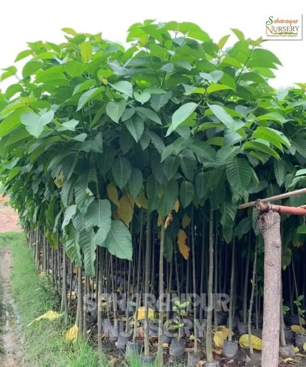 Kadam Tree, Neolamarckia Cadamba, Burflower Tree, Ornamental Tree, Landscaping Tree, Saharanpur Nursery Wholesale plant supplier, nursery in India, Landscaping company