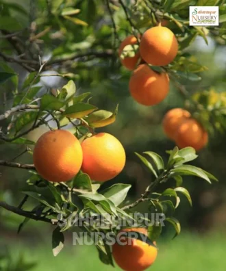 Kinnow Fruit Plant, Citrus Reticulata, Hybrid Ctrus Fruit Plant, Mandarin Orange Plant , Saharanpur Nursery Wholesale plant supplier, nursery in India, Landscaping company
