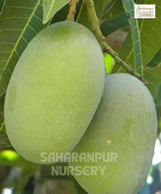 Langra Mango Plant, Banarasi Langra, Fruit Plant, Saharanpur Nursery Wholesale plant supplier, nursery in India, Landscaping company