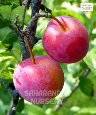Plum Fruit Plant, Prunus Domestica, Malabar Plum plant, Saharanpur Nursery Wholesale plant supplier, nursery in India, Landscaping company