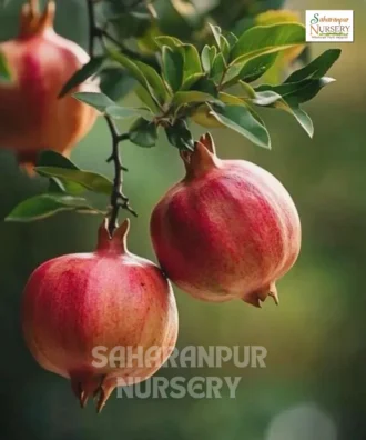 Super Bhagwa Pomegranate Plant, Super Bhagwa Pomegranate Tree, Punica granatum, Saharanpur Nursery Wholesale plant supplier, nursery in India, Landscaping company in India, Plant Exporter in India