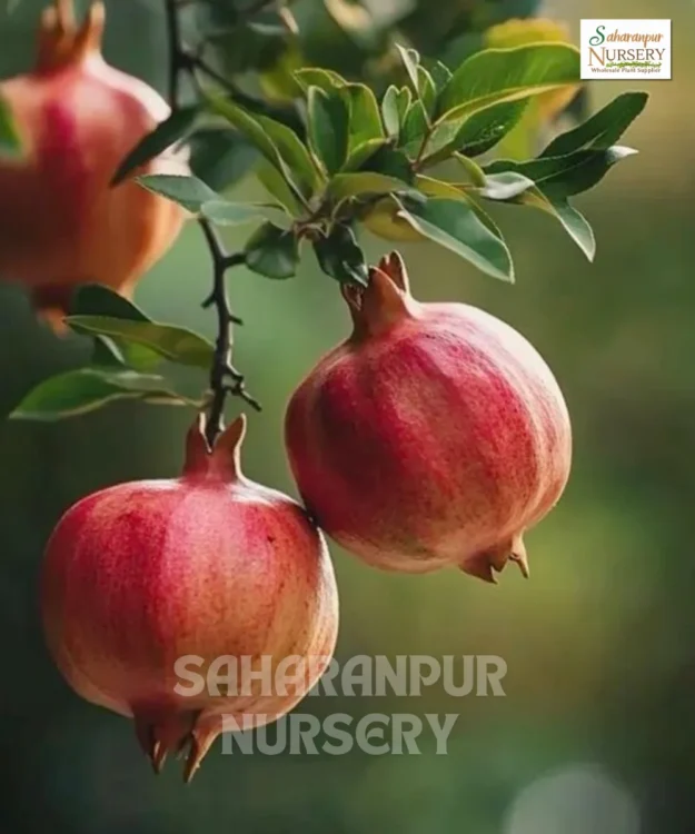 Super Bhagwa Pomegranate Plant, Super Bhagwa Pomegranate Tree, Punica granatum, Saharanpur Nursery Wholesale plant supplier, nursery in India, Landscaping company in India, Plant Exporter in India