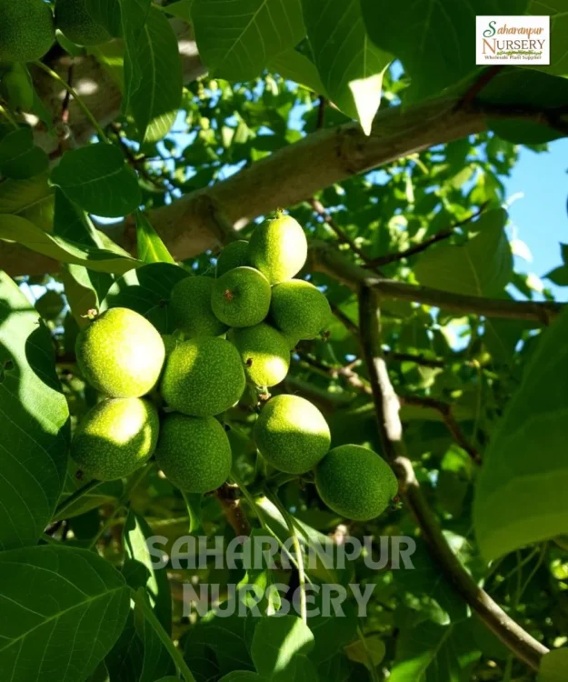 Walnut Tree, Juglans Regia, Royal Nut, Akrot, Saharanpur Nursery Wholesale plant supplier, nursery in India, Landscaping company
