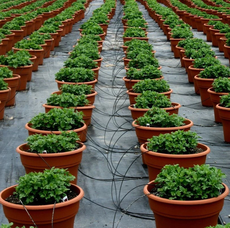 Wholesale Plant Supplier, Nursery in India, Plant Nursery in India, Plant Exporter, Nursery in Saharanpur