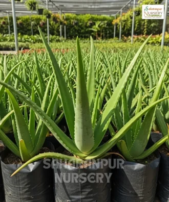 Aloe Vera, Aloe Barbadensis Miller, Ghritkumari Plant, Saharanpur Nursery Wholesale plant supplier, nursery in India, Landscaping company