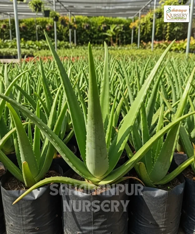 Aloe Vera, Aloe Barbadensis Miller, Ghritkumari Plant, Saharanpur Nursery Wholesale plant supplier, nursery in India, Landscaping company