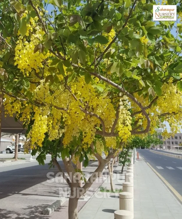 Cassia Fistula, Golden Shower Tree, Amaltas Tree, Ornamental Tree, Landscaping Tree, Saharanpur Nursery Wholesale plant supplier, nursery in India, Landscaping company
