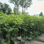 Cassia Fistula, Golden Shower Tree, Amaltas Tree, Ornamental Tree, Landscaping Tree, Saharanpur Nursery Wholesale plant supplier, nursery in India, Landscaping company in India, Plant Exporter in India