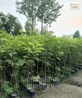 Cassia Fistula, Golden Shower Tree, Amaltas Tree, Ornamental Tree, Landscaping Tree, Saharanpur Nursery Wholesale plant supplier, nursery in India, Landscaping company in India, Plant Exporter in India