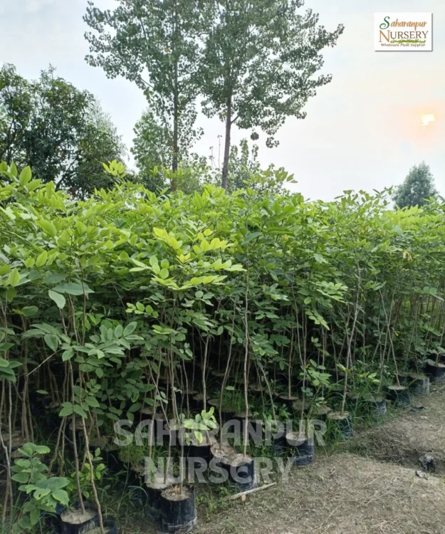 Cassia Fistula, Golden Shower Tree, Amaltas Tree, Ornamental Tree, Landscaping Tree, Saharanpur Nursery Wholesale plant supplier, nursery in India, Landscaping company in India, Plant Exporter in India