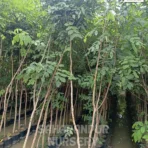 Cassia Fistula, Golden Shower Tree, Amaltas Tree, Ornamental Tree, Landscaping Tree, Saharanpur Nursery Wholesale plant supplier, nursery in India, Landscaping company