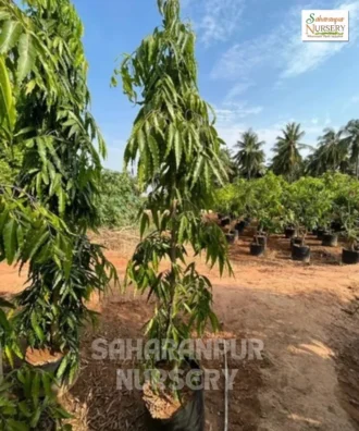 Ashoka Tree, Saraca asoca, Saraca indica, Ornamental Tree, Landscaping Tree, Avenue Tree, Saharanpur Nursery Wholesale plant supplier, nursery in India, Landscaping company