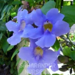 Bengal Clock Vine, Thunbergia Grandiflora, Sky Vine, Saharanpur Nursery Wholesale plant supplier, nursery in India, Landscaping company