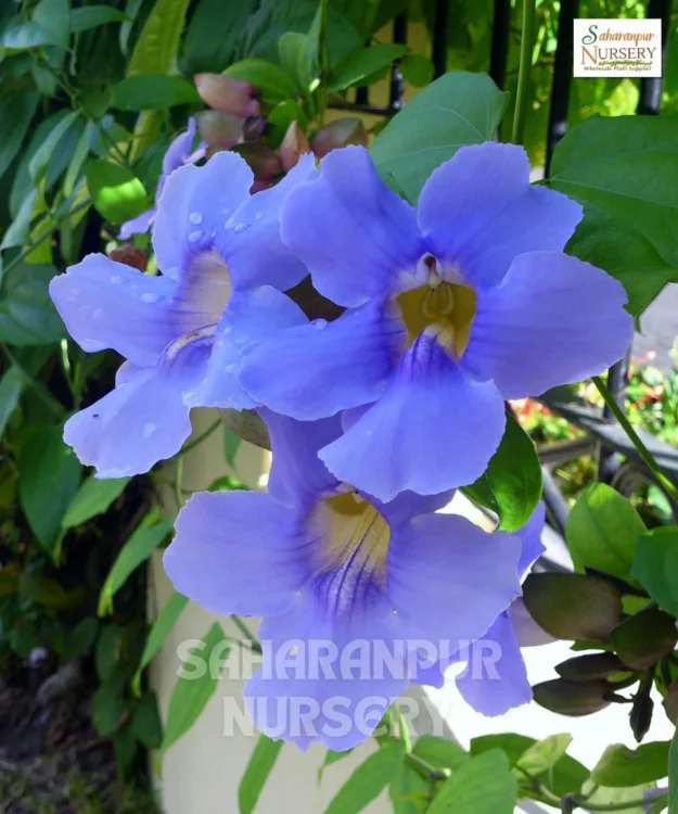 Bengal Clock Vine Bengal Clock Vine, Thunbergia Grandiflora, Sky Vine, Saharanpur Nursery Wholesale plant supplier, nursery in India, Landscaping company