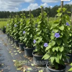 Bengal Clock Vine, Thunbergia Grandiflora, Sky Vine, Saharanpur Nursery Wholesale plant supplier, nursery in India, Landscaping company