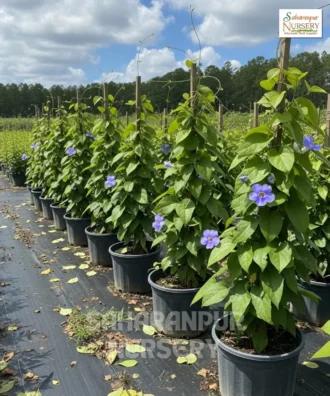 Bengal Clock Vine, Thunbergia Grandiflora, Sky Vine, Saharanpur Nursery Wholesale plant supplier, nursery in India, Landscaping company
