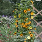 Black-Eyed Susan Vine, Thunbergia alata, Saharanpur Nursery Wholesale plant supplier, nursery in India, Landscaping company