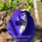 Blue Pea, Asian Pigeonwings, Butterfly Pea, Aparajita, Flower, Saharanpur Nursery Wholesale plant supplier, nursery in India, Landscaping company