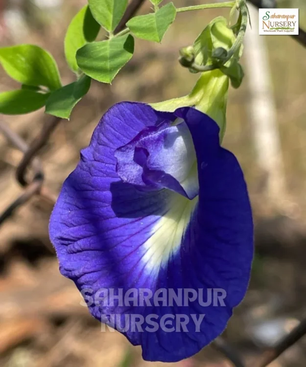 Blue Pea, Asian Pigeonwings, Butterfly Pea, Aparajita, Flower, Saharanpur Nursery Wholesale plant supplier, nursery in India, Landscaping company