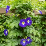 Blue Pea, Asian Pigeonwings, Butterfly Pea, Aparajita, Flower, Saharanpur Nursery Wholesale plant supplier, nursery in India, Landscaping company