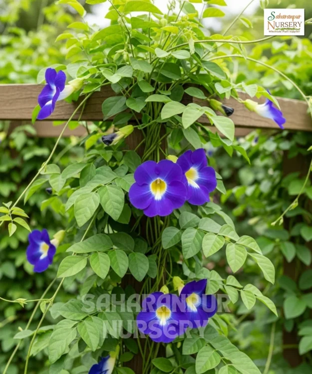 Blue Pea, Asian Pigeonwings, Butterfly Pea, Aparajita, Flower, Saharanpur Nursery Wholesale plant supplier, nursery in India, Landscaping company