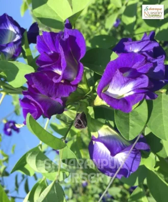 Blue Pea, Asian Pigeonwings, Butterfly Pea, Aparajita, Flower, Saharanpur Nursery Wholesale plant supplier, nursery in India, Landscaping company