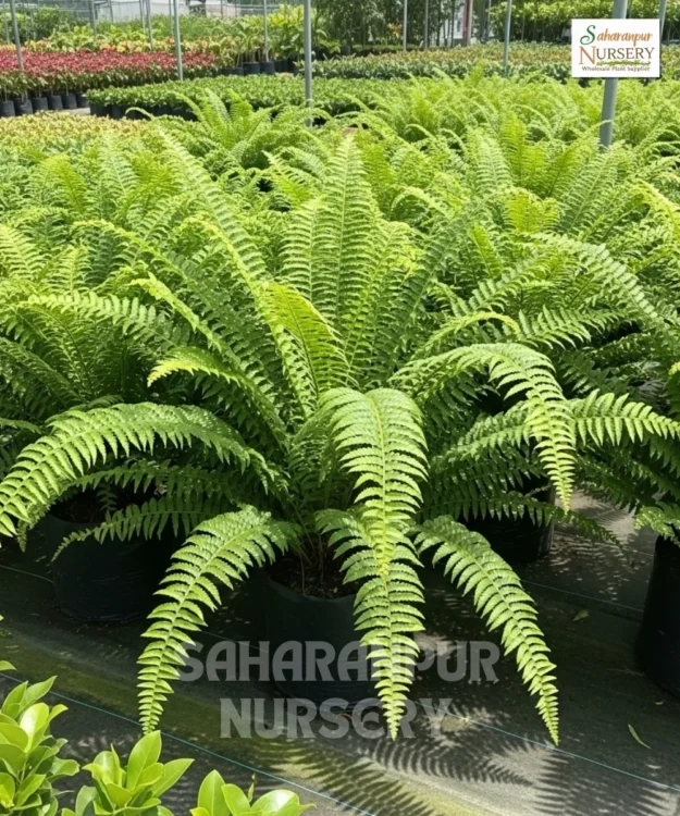 Boston Fern, Nephrolepis Exaltata, Tiger Fern, Saharanpur Nursery Wholesale plant supplier, nursery in India, Landscaping company