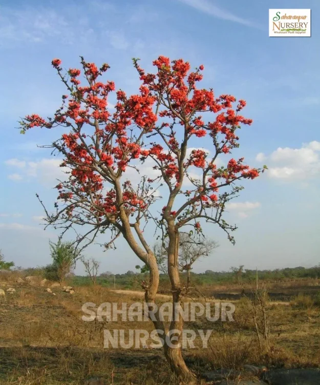 Butea Monosperma Tree, Flame of the Forest Tree, Palash Tree, Ornamental Tree, Landscaping Tree, Avenue Tree, Saharanpur Nursery Wholesale plant supplier, nursery in India, Landscaping company