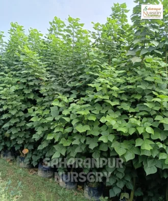 Butea Monosperma Tree, Flame of the Forest Tree, Palash Tree, Ornamental Tree, Landscaping Tree, Avenue Tree, Saharanpur Nursery Wholesale plant supplier, nursery in India, Landscaping company