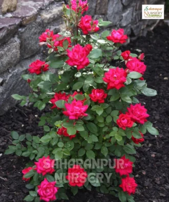 Button Rose, Miniature Rose, Dwarf Rose, Saharanpur Nursery Wholesale plant supplier, nursery in India, Landscaping company