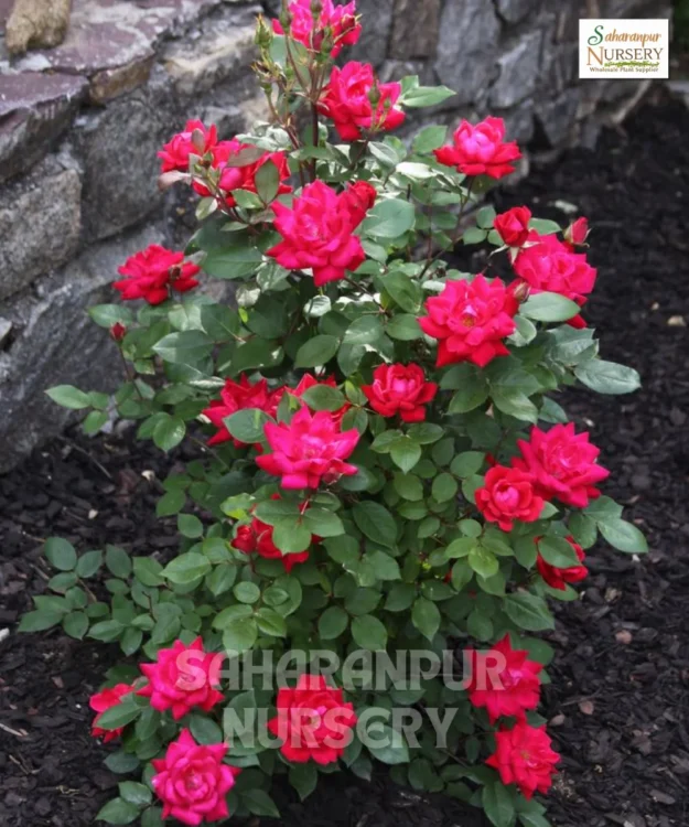 Button Rose, Miniature Rose, Dwarf Rose, Saharanpur Nursery Wholesale plant supplier, nursery in India, Landscaping company
