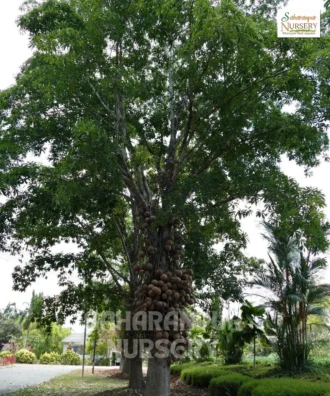 Cannonball Tree, Couroupita guianensis, Kailash Pati Tree, Ornamental Tree, Landscaping Tree, Avenue Tree, Saharanpur Nursery Wholesale plant supplier, nursery in India, Landscaping company