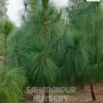 Chir Pine, Chir Pine Tree, Pinus roxburghii , Longleaf Indian pine, Ornamental Tree, Landscaping Tree, Saharanpur Nursery Wholesale plant supplier, nursery in India, Landscaping company in India, Plant Exporter in India