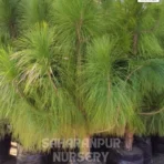 Chir Pine Tree, Pinus roxburghii , Longleaf Indian pine, Ornamental Tree, Landscaping Tree, Saharanpur Nursery Wholesale plant supplier, nursery in India, Landscaping company