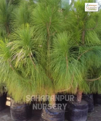 Chir Pine Tree, Pinus roxburghii , Longleaf Indian pine, Ornamental Tree, Landscaping Tree, Saharanpur Nursery Wholesale plant supplier, nursery in India, Landscaping company